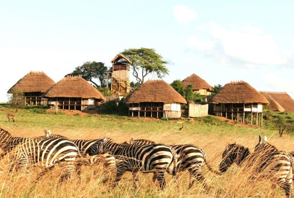Game Drives in Kidepo Valley National Park