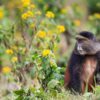 Golden Monkey Trek Before Your Mountain Gorilla Trek