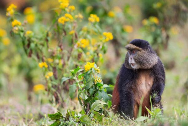 Golden Monkey Trek Before Your Mountain Gorilla Trek