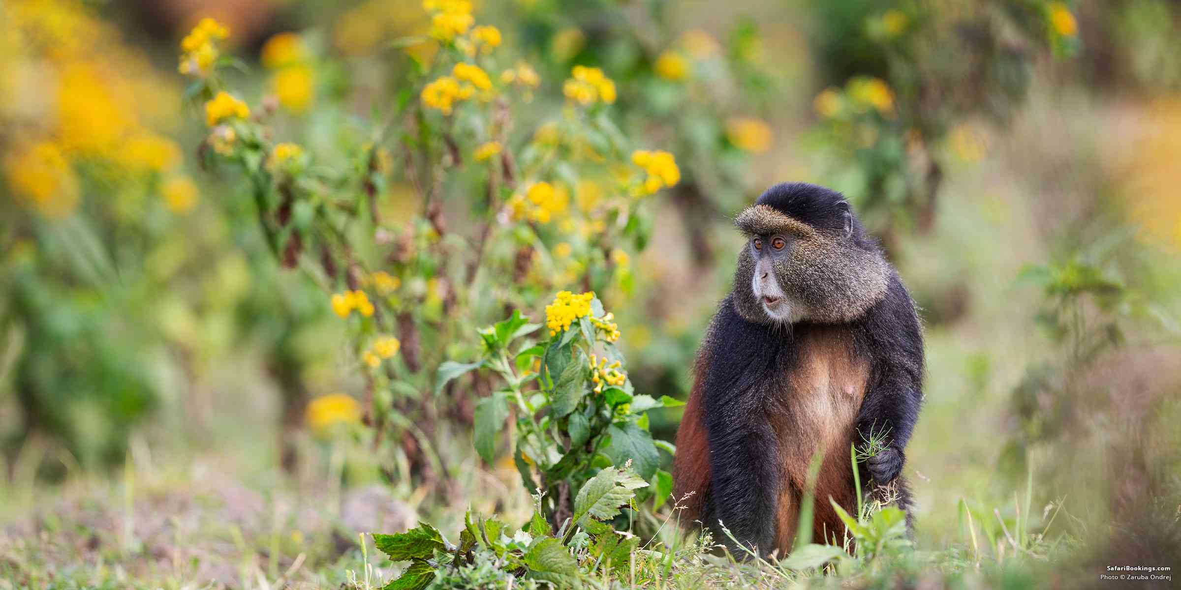 Why You Should Do a Golden Monkey Trek Before Your Mountain Gorilla Trek