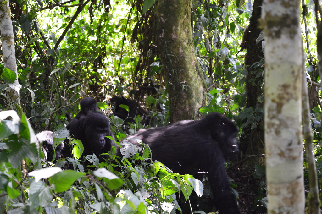 Gorilla Group Formation and Dynamics The Deep Bonds That Shape Life in the Forest 2