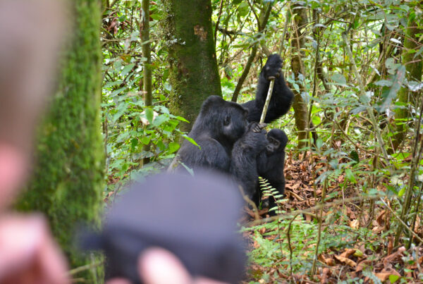 Gorilla Group Formation and Dynamics The Deep Bonds That Shape Life in the Forest
