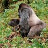 Gorilla Sex
