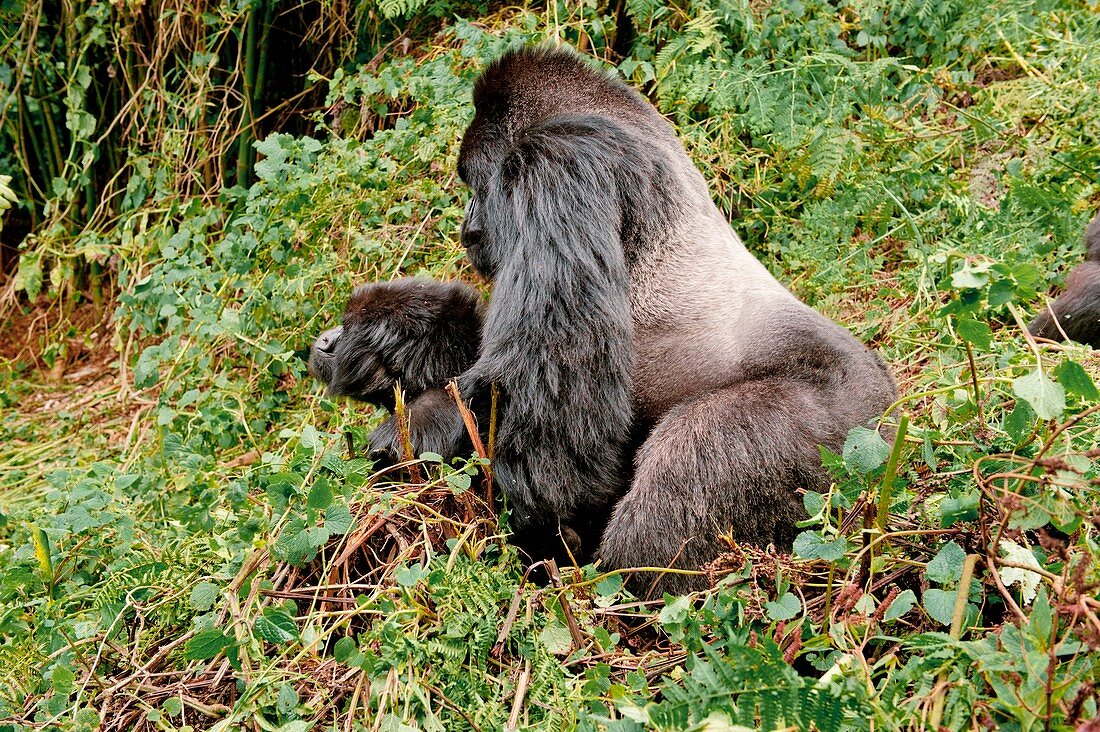 Gorilla Sex