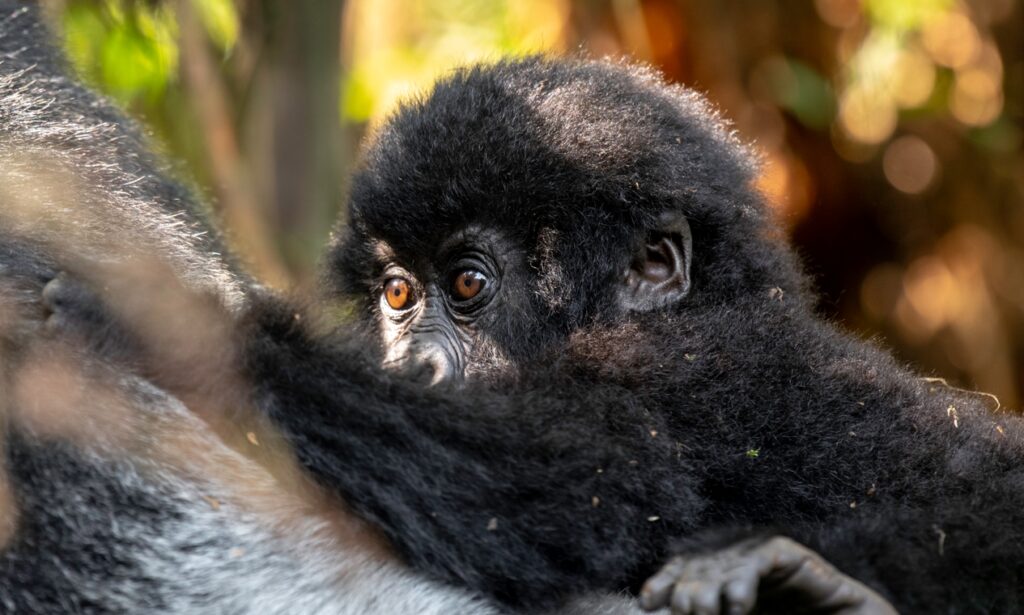 Silverback Gorilla Habitat: Where the Kings of the Forest Truly Belong 1 Gorilla Trekking 1