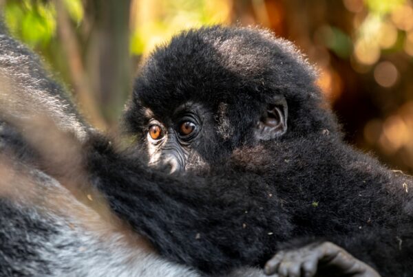 Gorilla Trekking 1