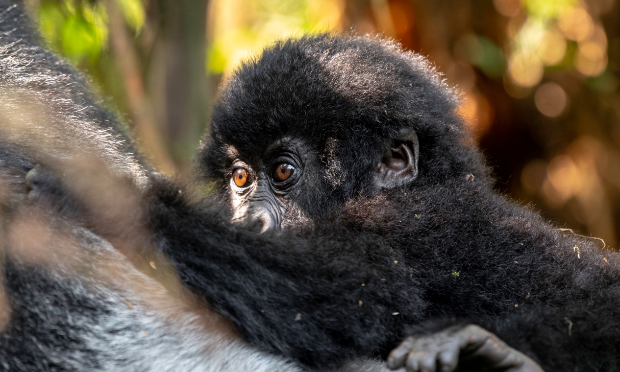 Silverback Gorilla Habitat: Where the Kings of the Forest Truly Belong