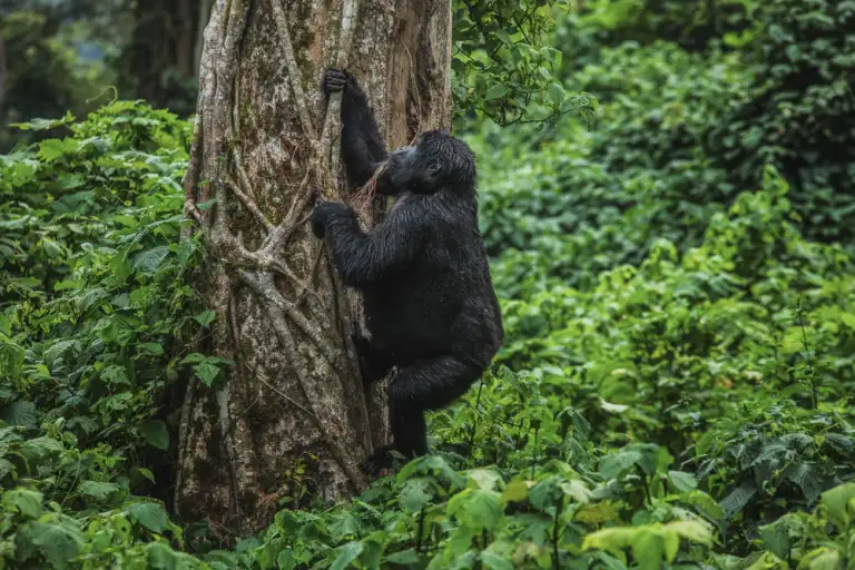 Gorilla Trekking in Uganda from Austria 1 Gorilla Trekking in Uganda from Austria