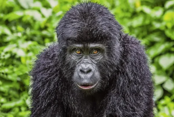 Gorilla Trekking in Uganda from St. Helena