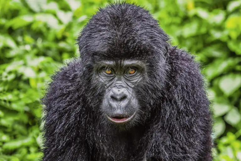 Gorilla Trekking in Uganda from St. Helena
