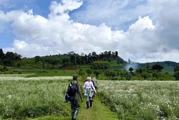 Gorilla Trekking the Silverback in Uganda from Chile