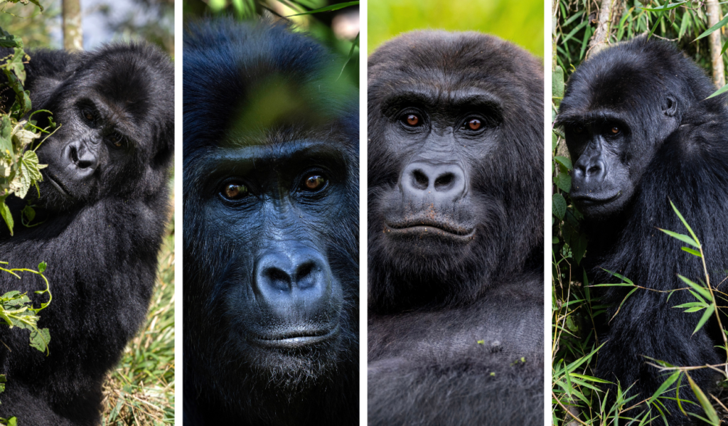 Gorillas 1 Gorillas