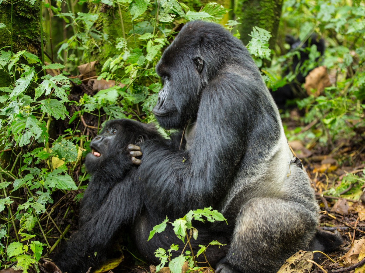 Gorilla Sex