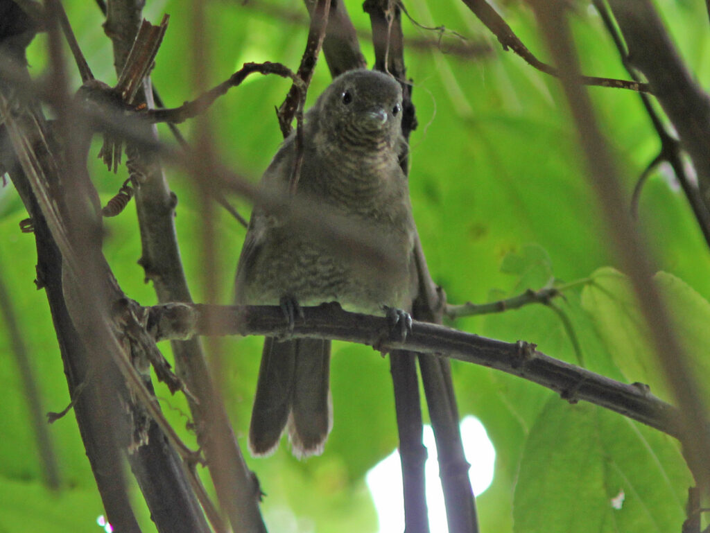 Grauers Warbler Bwindi Impenetrable Forest National Park