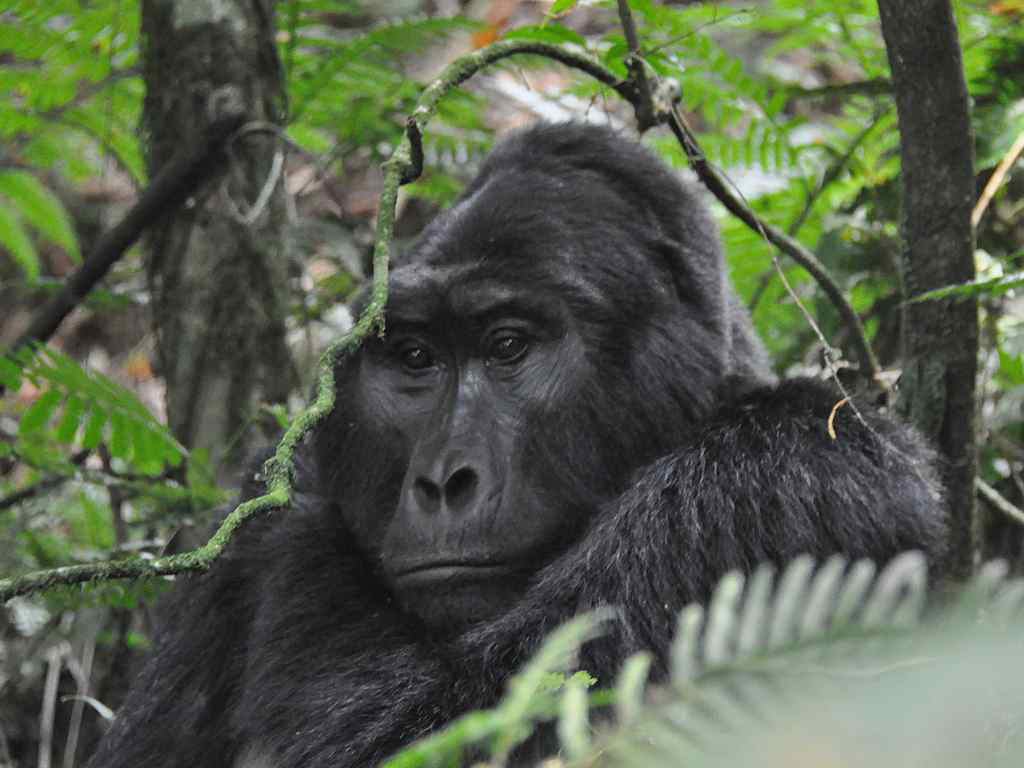 How Tall Is a Silverback Gorilla