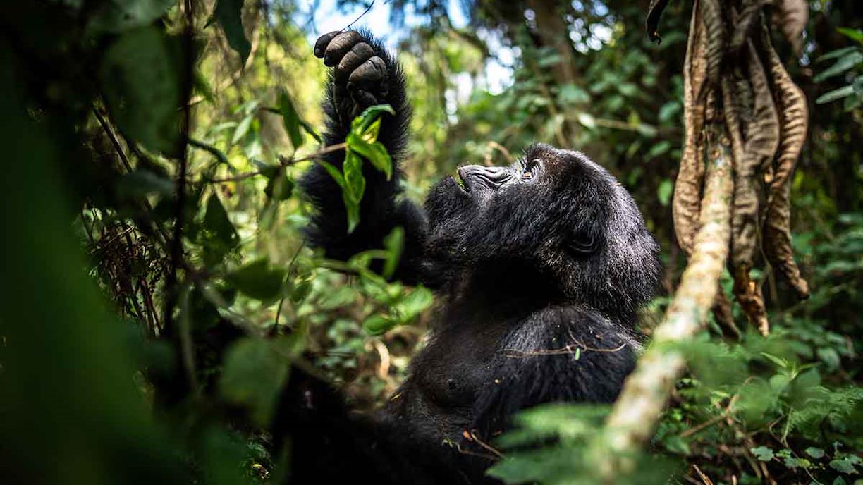Luxury Gorilla Trekking in Uganda
