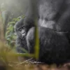 Luxury Gorilla Trekking in Uganda