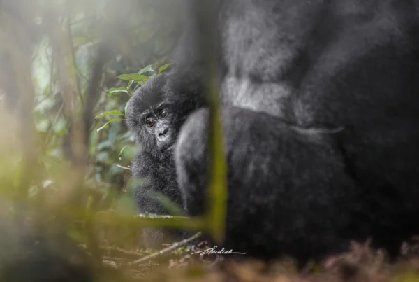 Luxury Gorilla Trekking in Uganda