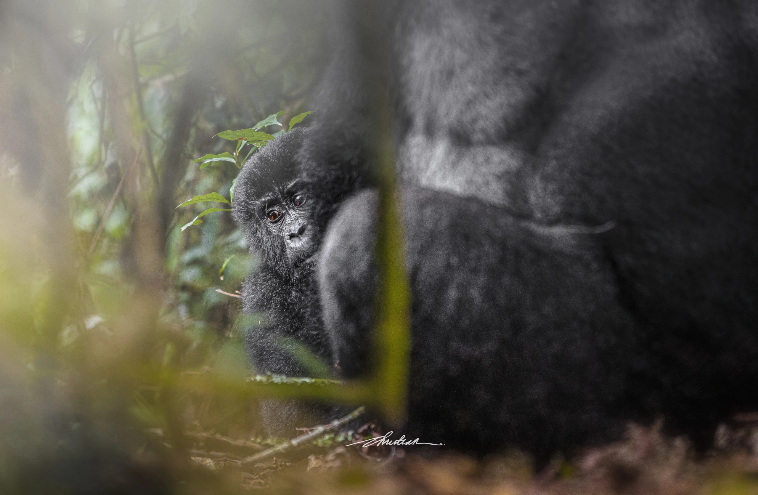 Luxury Gorilla Trekking in Uganda