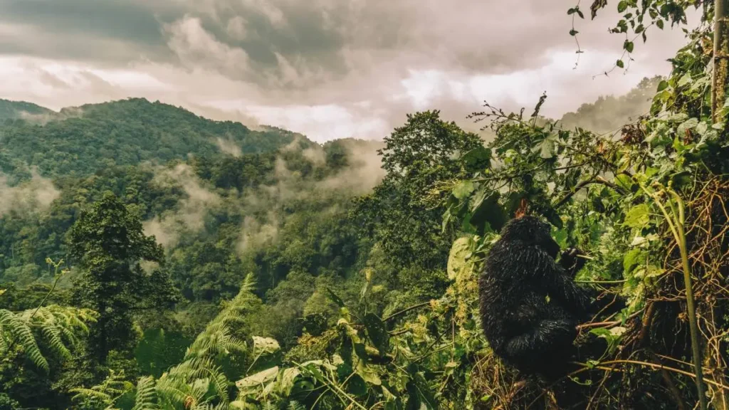 Travelers from Campania Say They Can’t Stop Thinking About Their Gorilla Trekking Experience in Uganda 1 Oeganda Bwindi forest