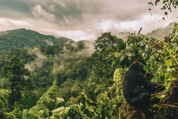 Oeganda Bwindi forest