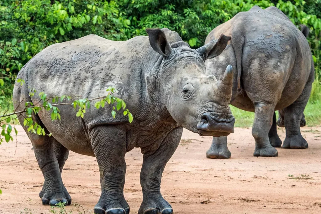 Remarkable Return of Rhinos in Uganda