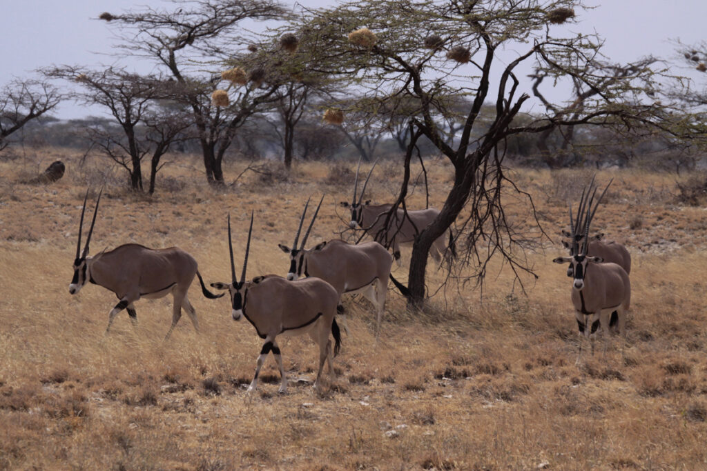 Return of the Oryx in Uganda