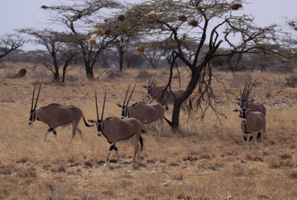 Return of the Oryx in Uganda