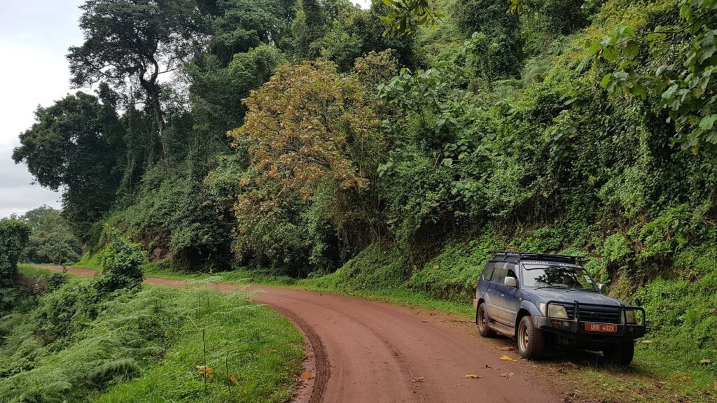 Self-Drive Safaris in Uganda 1 Self-Drive Gorilla Trekking in Uganda