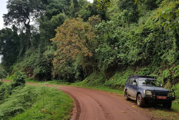 Self-Drive Gorilla Trekking in Uganda