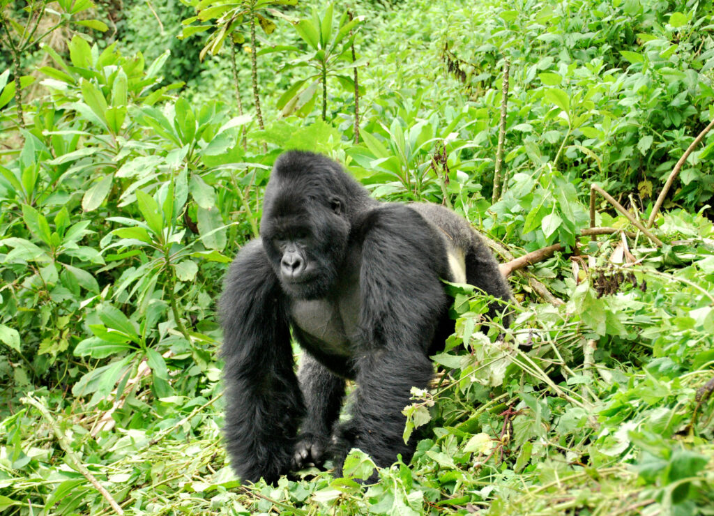 Silverback Gorilla Really Weigh