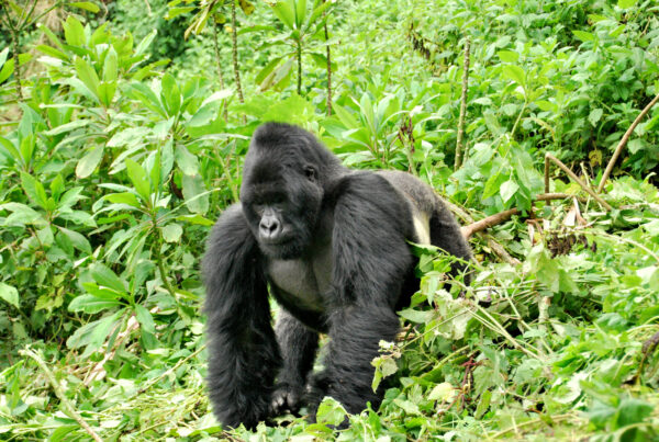 Silverback Gorilla Really Weigh
