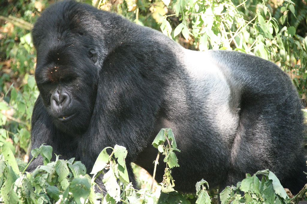 Silverback Gorilla strength