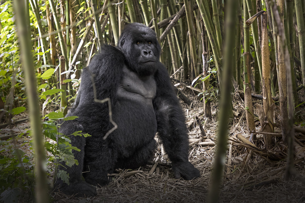 Silverback Gorilla