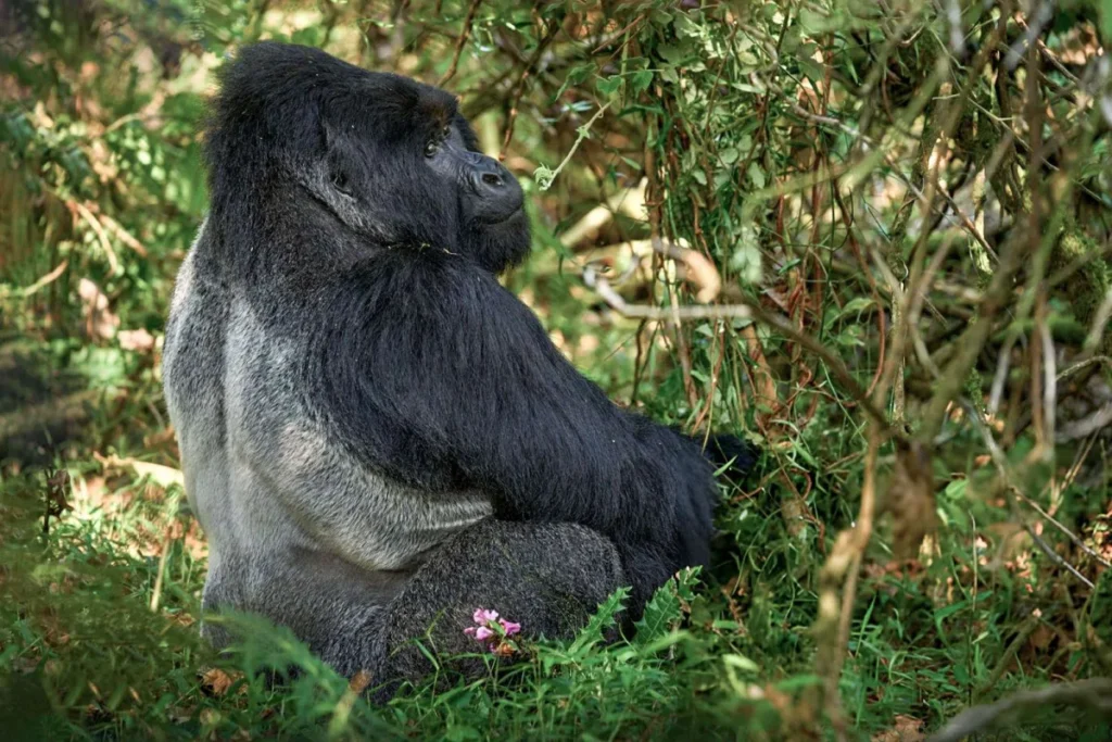 Silverback Strength