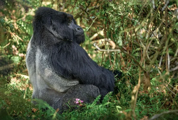 Silverback Strength