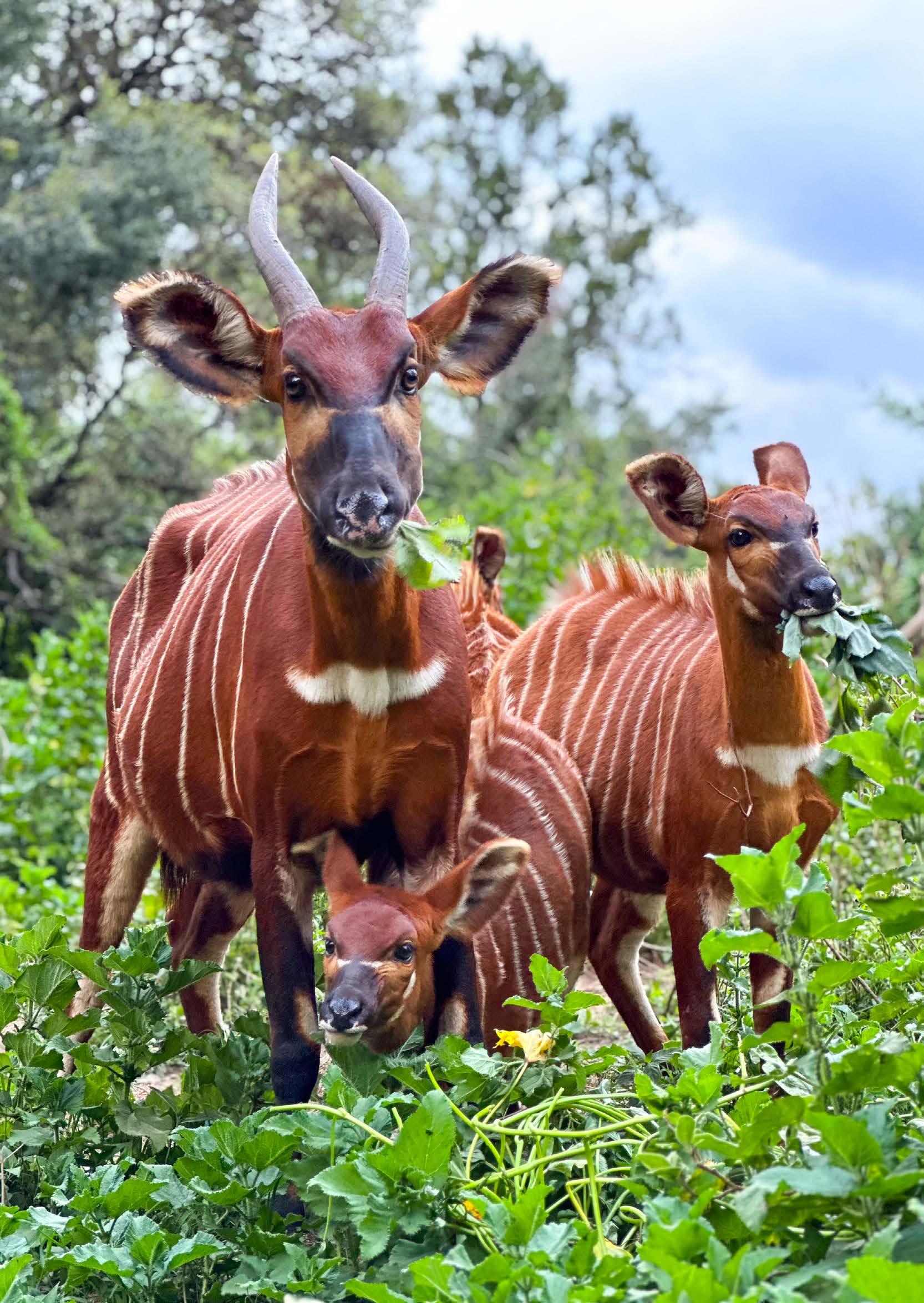 The Steinbuck and Bongo of Karamoja 2