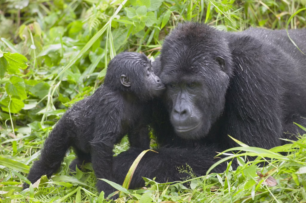Murchison Falls National Park 6 Gorilla Trekking In Uganda