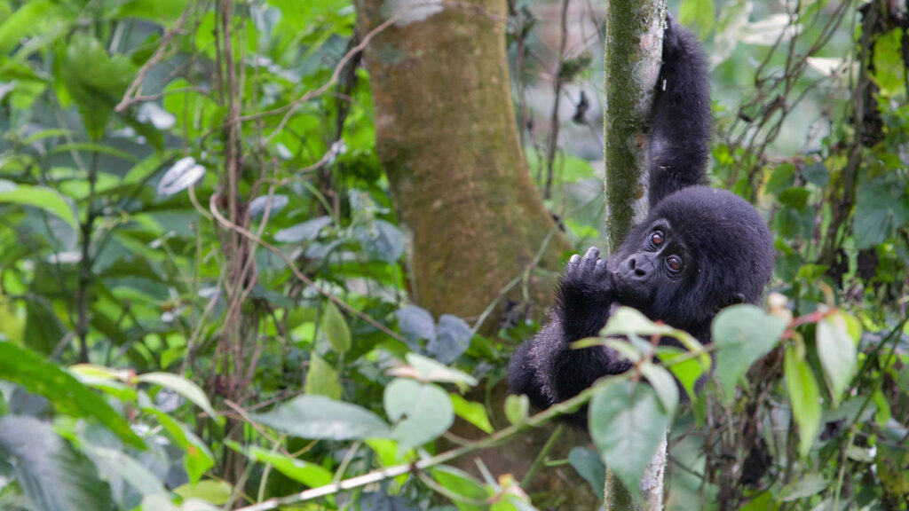 Uganda Gorilla Trekking from Finland