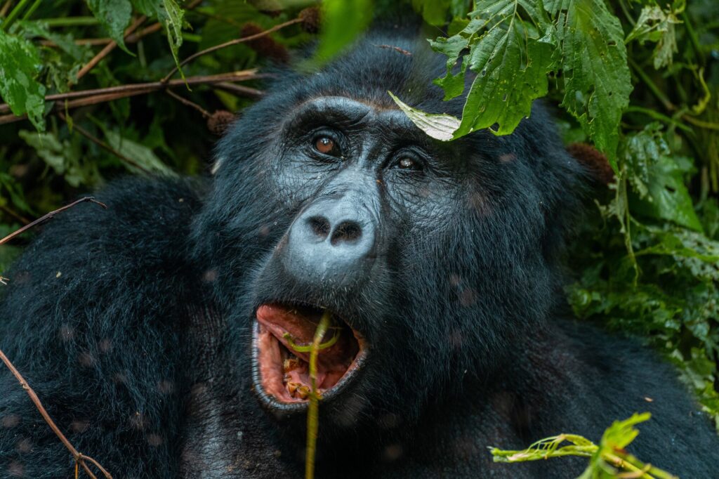 Uganda Gorilla Trekking from Israel