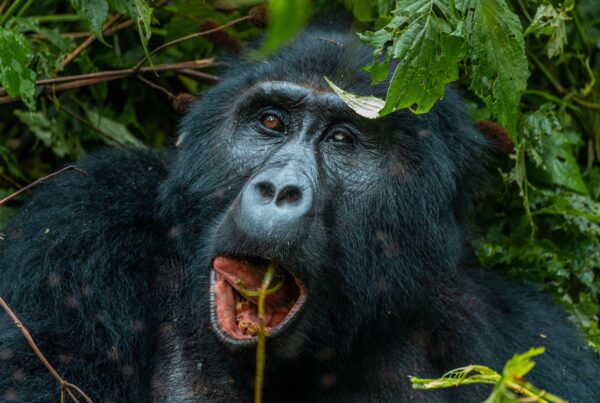 Uganda Gorilla Trekking from Israel
