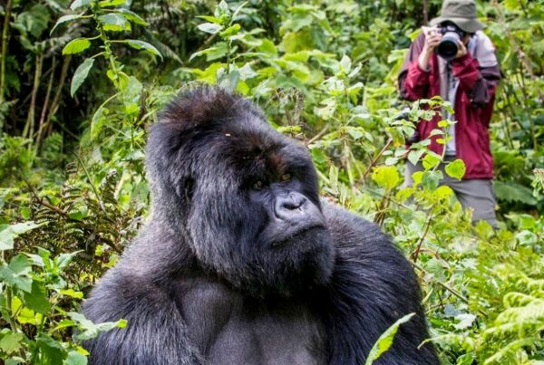 Uganda Gorilla Trekking from Italy