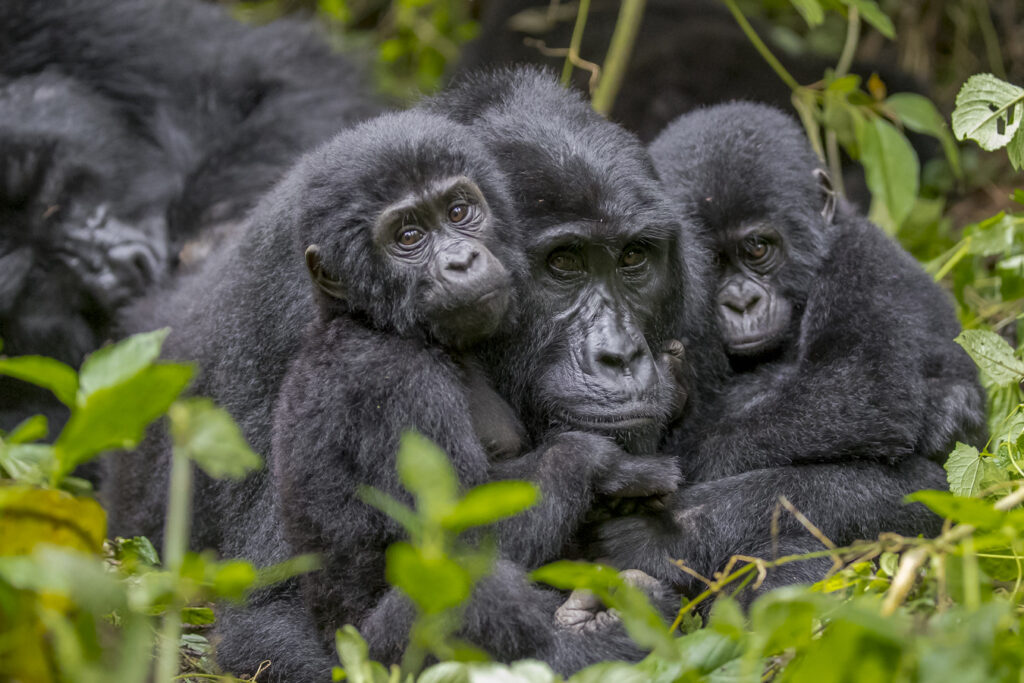 Uganda Gorilla Trekking from Sweden