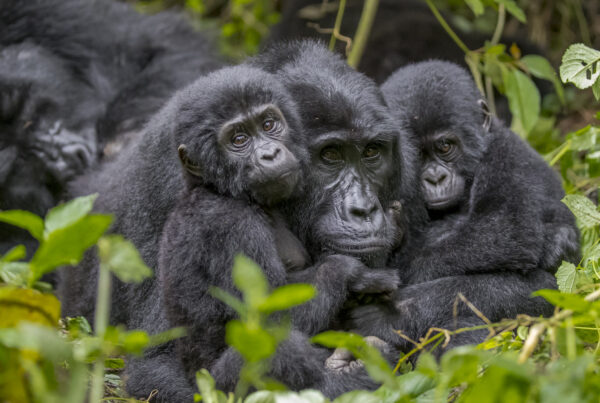 Uganda Gorilla Trekking from Sweden