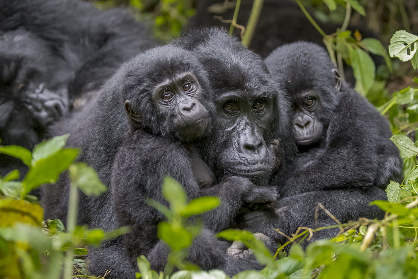 Uganda Gorilla Trekking from Sweden