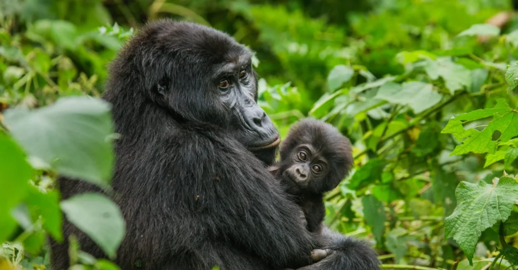 What Our Friuli-Venezia Giulia Friends Say About Gorilla Trekking in Uganda