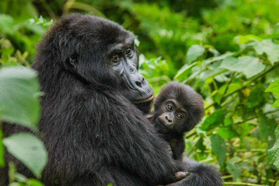 What Our Friuli-Venezia Giulia Friends Say About Gorilla Trekking in Uganda
