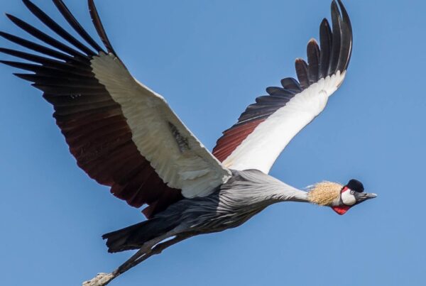 Why Uganda Is Called the Pearl of Africa