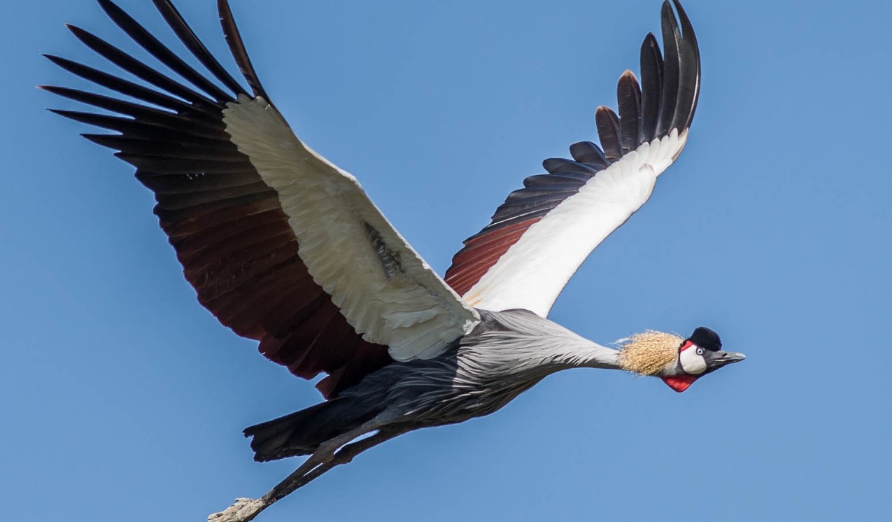 Why Uganda Is Called the Pearl of Africa