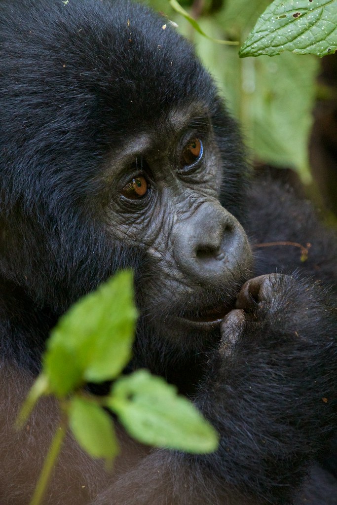 About Us 1 baby gorilla